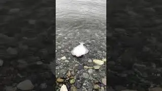 Flounder catch and release