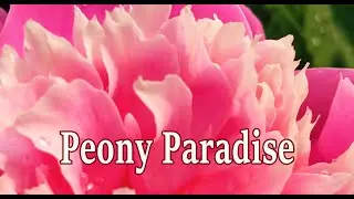 Peony Paradise. Embracing the Beauty of Summer Flowers.