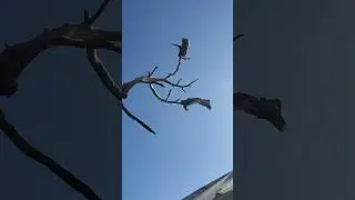 This Tree is Crooked