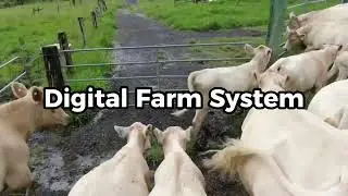 Digital Farm System: NLIS Tag Reader, Cattle Scales & Management Software Explained from AgriEID !
