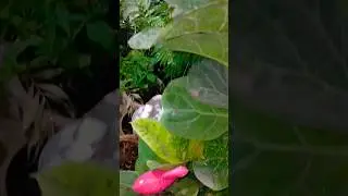 lush green plants #youtubeshorts #gardeningvideos