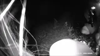 A Yowie (Junjudee) throws a rock over  Bethany