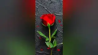 HAPPY ROSE DAY 2021//Valentine's Day Special Status Video //.