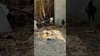pandem kodulu