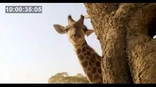 VIRGINIE BODIN COM&Eacute;DIENNE VOIX OFF - CASTING DOCU GIRAFE - ETVOIXLA.COM