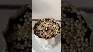 Jowar (Sorghum) Timelapse 🌱 || #garden #plants #jowar #shorts #timelapse #new