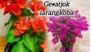 Mandesa batako gejitataha Orange glow koba ge&bull;atjok