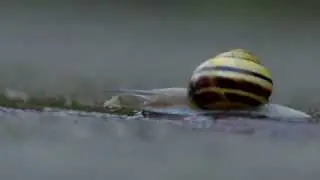 White lipped Snail (Cepaea hortensis) / Garten B&auml;nderschnecke