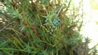 Miena Jewel Beetle Castiarina insculpta (Buprestidae) First live footage