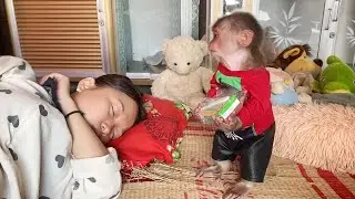 Super smart! Baby monkey SinSin worries that his mother will be hungry when she is sick