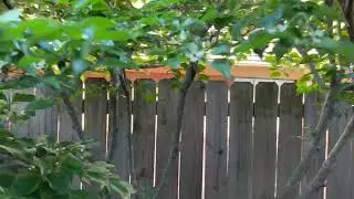 What is the Best Tree for a Small Area? Kousa Dogwood Tree