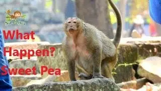 What Happen On Sweet Pea? Why Sweet Pea Cries Scare Very Loud Like This?