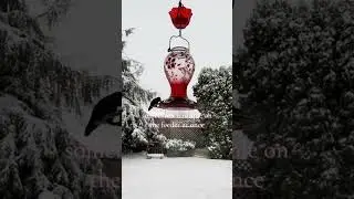 Hummingbirds Drink Nectar in the Winter. #kingsyard #Birdfeeder