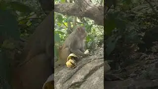 Funny monkey eat banana 🍌#shorts #viralshorts #funny #comady #trending #monkeyvideo
