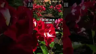 Wisdom 64 | Tend to Your Garden: A Metaphor for Life&rsquo;s Growth | Life is Your Garden, Treat It Kindly