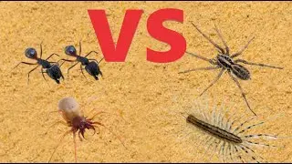 Woodlouse Spider VS Wolf Spider VS House Centipede VS 2 Soldier Ants