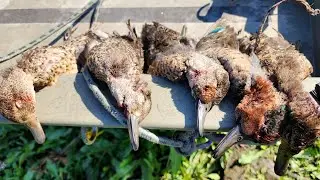 A Fast-Action Duck Hunt In The AFTERNOON!