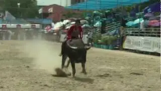 Buffalo racing in Thailand