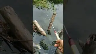 Mancing Wader ikan sampai kelihatan rebutan umpan 😱 #microfishing