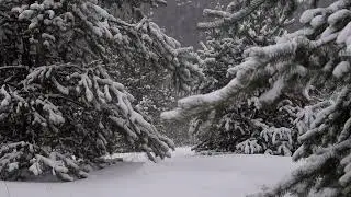 Release Stress Naturally | Calm Forest Ambience for Emotional Balance