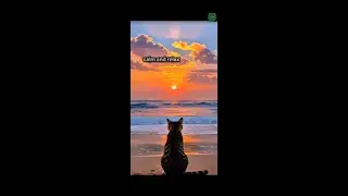 LIVE Relaxing Cat 🌅 Calm Pets Watching Sunset
