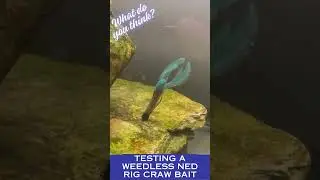 Testing a weedless Ned Rig Craw Bait #fishing #bassfishing #fish #fishingvideo #bassfishingtips