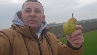 Sadownik w podróży - Wyprawa do Holandii
