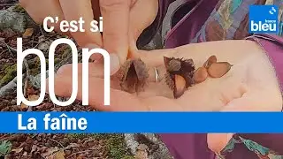 Les faînes, le trésor de la forêt - C'est si bon