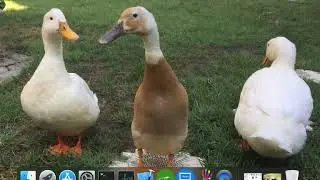 iWall makes cute pets your Mac dynamic desktop