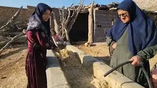 👩&zwj;👧&zwj;👦🐄🐐Endless effort: Umm al-Banin, and the day-and-night effort for life! (Taking care of cows)
