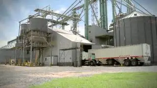 Proave high-oil corn seed program from Argentina