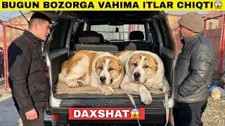 БУГУН ИТ БОЗОРИ ЗОТДОР ИТЛАРГА ТУЛДИ 😱 БОЗОР АВЖИДА!