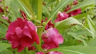 দো পাটি ফুল গাছের উপকার সম্পর্কে|| ঘরোয়া পদ্ধতিতে কি ভাবে কাজে লাগাবেন তা জানানো হলো ||,, 🧿🧿