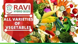 RAVI HYBRID SEEDS ALL VARIETIES OF VEGETABLES IN ONE VIDEO #RAVIHYBRIDSEEDS