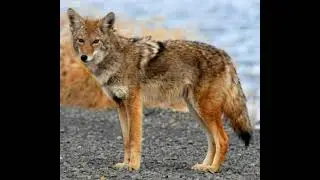 Coyote Sound Effects 🐺 🔊