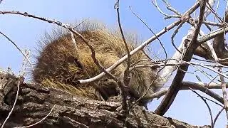 A Porcupine in a tree near Helen Schuler (in Lethbridge, Alberta) in mid-January.