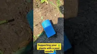 Quick and easy way to support your pepper plants when they start getting heavy with fruit.