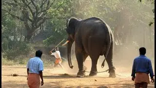 Beautiful life of elephant.#animallife #elephant #natural #animals #cute #cuteanimal #wildlife