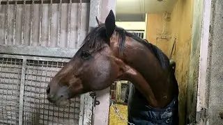 2025/12/24　オディロン×ダノンワンナップ　併せ　追い切り
