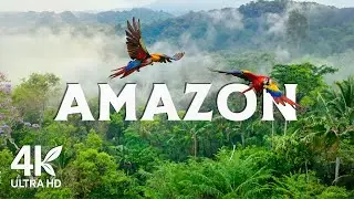 🌿 Amazon Rainforest 4K UHD | The World&rsquo;s Largest Tropical Jungle + Calming Music Relaxation Film