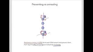 8.5 Nuclear DNA replication in humans