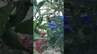 Awesome Male Northern Cardinal Bird | Attractively Red Color