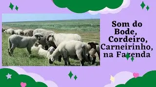 Som do Bode cordeiro carneirinho fazenda Som do Bode lamb lamb farm