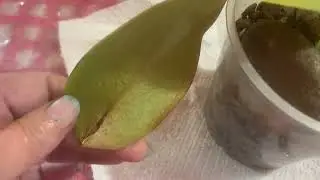 Cómo sabes el porqué cortar las hojas. de las orquídeas 