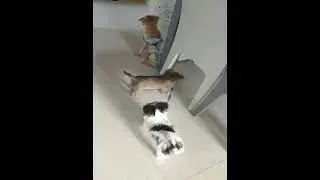 Three little stray dogs adopted from the Temple of Mercy are very cute