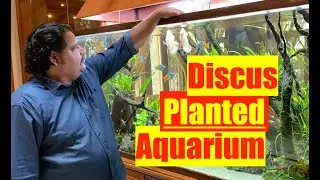 Back to Nature | Living in a Beautiful Home in Nature | Large Discus In a Planted Aquarium | Part 1
