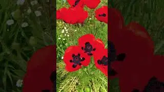 poppies #blossomed