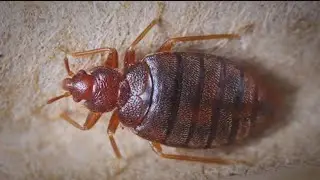 Athens Clarke-County courthouse closed due to bedbug outbreak