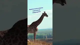 Giraffe's Perspective