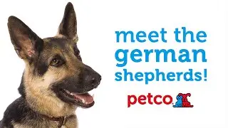German Shepherds: Meet the Dog Breed with Petco